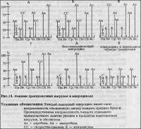 Остальные виды спорта: Тренеровка с доп  весом