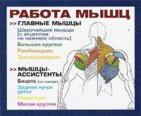 Остальные виды спорта: А как можно  и чем можно шею качать