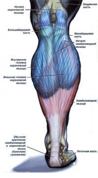 Остальные виды спорта: Икроножные мышцы