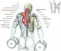 Остальные виды спорта: Подскажите упражнение на трапециевидные мышцы