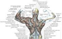 Остальные виды спорта: Асимметрия мышц груди  Как исправить