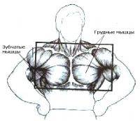 Остальные виды спорта: ТРЕНИНГ ГРУДНЫХ МЫШЦ