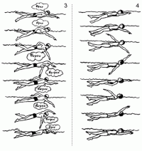 Остальные виды спорта: частота дыхания при плавании кролем