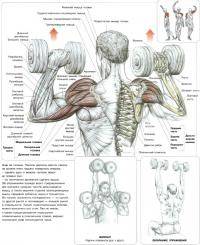Остальные виды спорта: опрос вес гантелей в жиме сидя на плечи ваши результаты кг и количество повторений