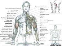 Остальные виды спорта: Упражнения на бицепс