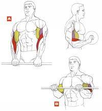 Остальные виды спорта: Подскажите упражнения на бицепскоторые реально помогают