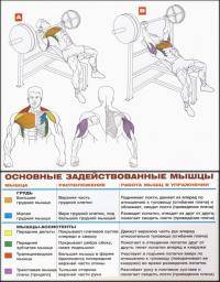 Остальные виды спорта: Сколько жмем в наклоне