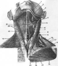 Остальные виды спорта: Мышцы шеи
