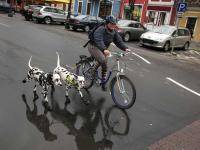 Велоспорт: Собаки