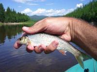 Водные виды спорта: Ловля плотвы