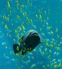 Водные виды спорта: Подводная охота и курение Как бросить