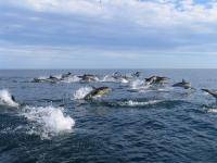 Водные виды спорта: Морская рыбалка