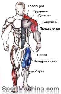 Фитнес и бодибилдинг: Оптимальная масса для турникмена