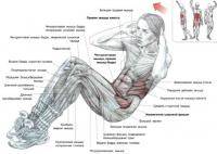 Фитнес и бодибилдинг: Упражнения для пресса