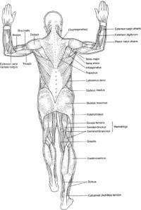 Фитнес и бодибилдинг: Sternocleidomastoid muscle