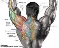 Фитнес и бодибилдинг: Воспаление плечевого сустава