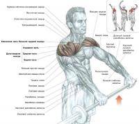 Фитнес и бодибилдинг: Мишци плечей