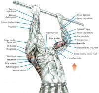 Фитнес и бодибилдинг: Подтягивания обратным хватом