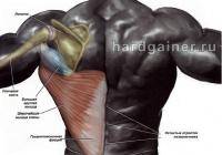 Фитнес и бодибилдинг: Упражнения на спину