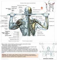 Фитнес и бодибилдинг: Отжимания и подтягивания