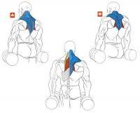 Фитнес и бодибилдинг: как трапецию качать    чтобы от плеч такая херня к шее росла
