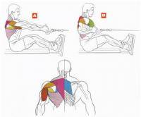 Фитнес и бодибилдинг: Мышцы спины поясница  ромбовидные  широчайшие  трапеция