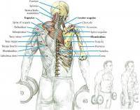 Фитнес и бодибилдинг: Накачка трапециевидной мышцы