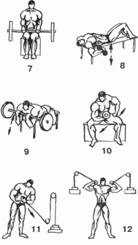 Фитнес и бодибилдинг: ТРЕНИНГ  Мышцы рукбицепс
