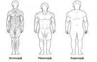 Фитнес и бодибилдинг: Как заметно изменить свое тело  Три типа телосложения