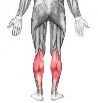 Фитнес и бодибилдинг: Мышцы голени