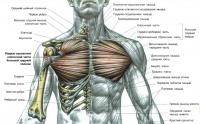 Фитнес и бодибилдинг: Цель  грудные мышцы