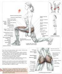 Фитнес и бодибилдинг: Какие упражнения нужно делать чтобы похудели ноги