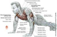 Фитнес и бодибилдинг: Программа отжиманий от пола