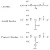 Фитнес и бодибилдинг: Л карнитин l carnitine  L карнитин   хорошо или плохо