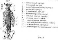 Фитнес и бодибилдинг: Мышцы в пауэрлифтинге и их функции