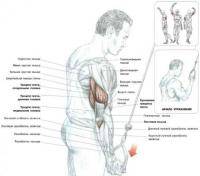 Фитнес и бодибилдинг: Не разгибаются до конца руки