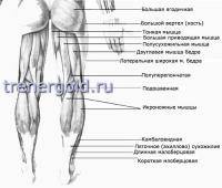 Фитнес и бодибилдинг: НОГИ   Бедра и ягодицы  икры