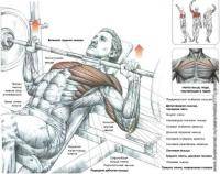 Фитнес и бодибилдинг: Почему результат в жиме на наклонной скамье  больше чем на горизонтальной