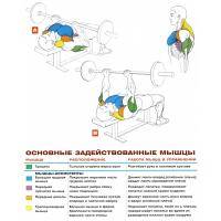 Фитнес и бодибилдинг: Жим с пружинами и жим обратным хватом