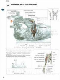 Фитнес и бодибилдинг: кисти рук
