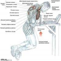 Фитнес и бодибилдинг: Отжимания от брусьев